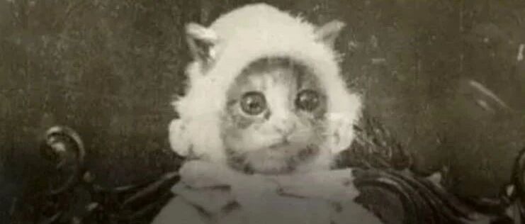 为什么猫总和灵异脱不了关系