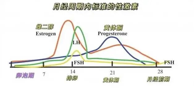 只需3招，教你调理又大又圆的卵泡！【建议收藏】