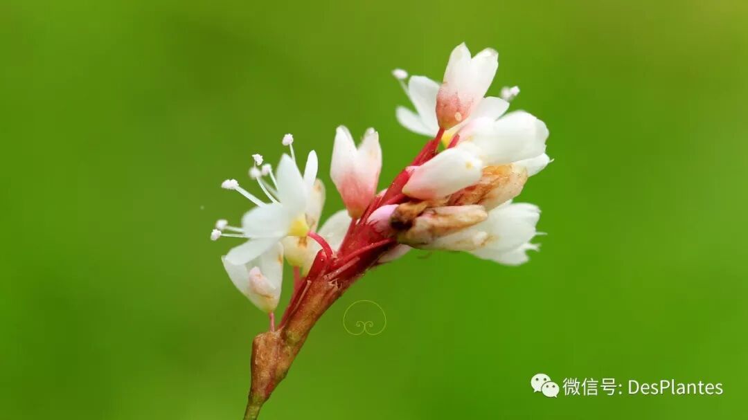 蓼 杂花如海 水泥植物 微信公众号文章阅读 Wemp