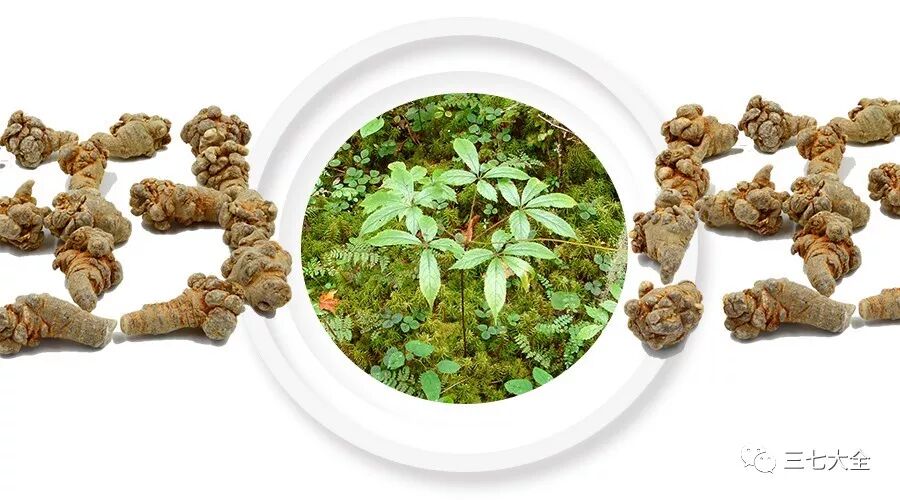 三七最经典的配方，早用早受益！