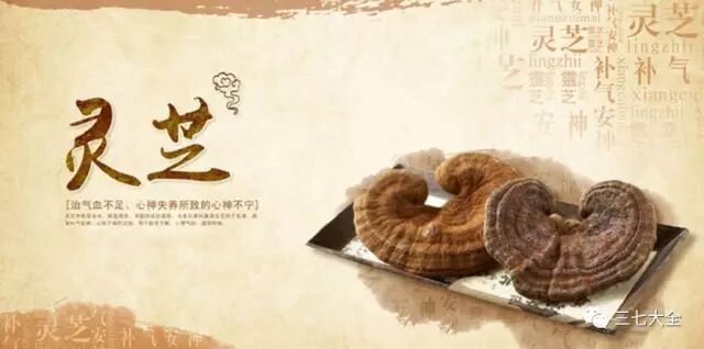 灵芝这五点，足以让你受益一生！