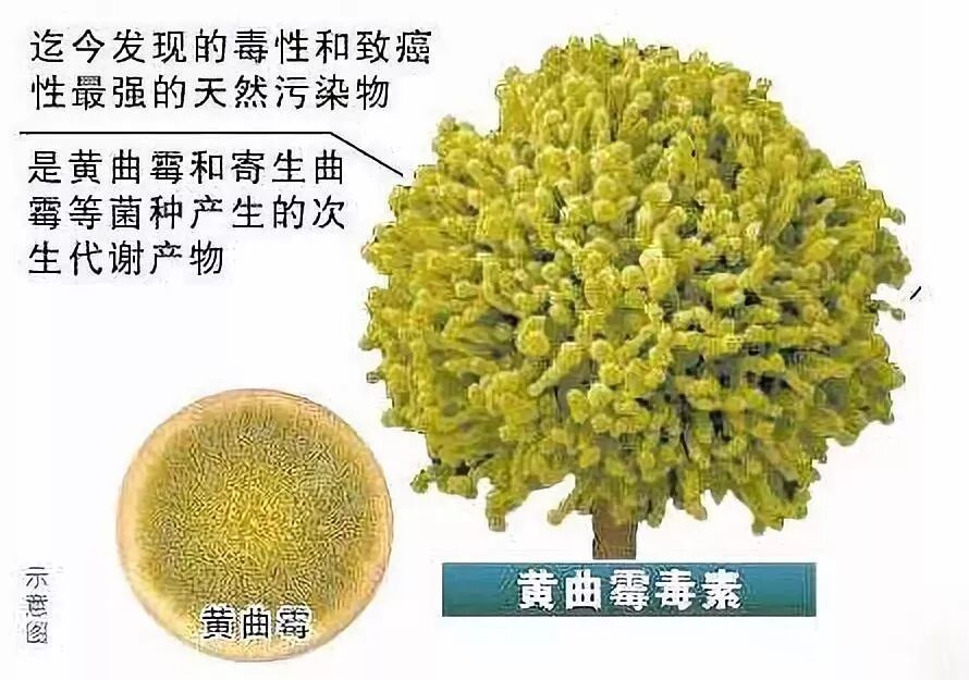 木筷与不锈钢筷哪款家用更合适看后才知道不要乱选