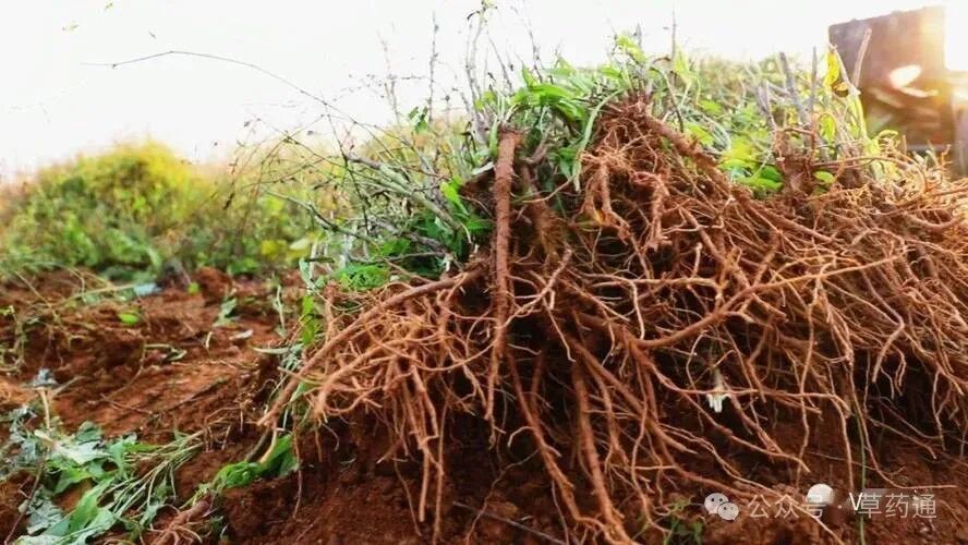 小柴胡的功效(小柴胡的功效与作用(999感冒灵的功效与作用))