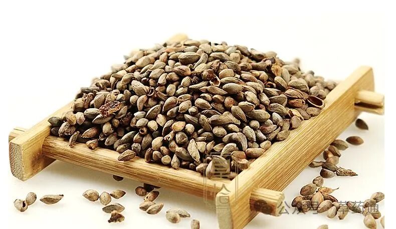 侧柏仁有什么药用价值(侧柏有什么功效)