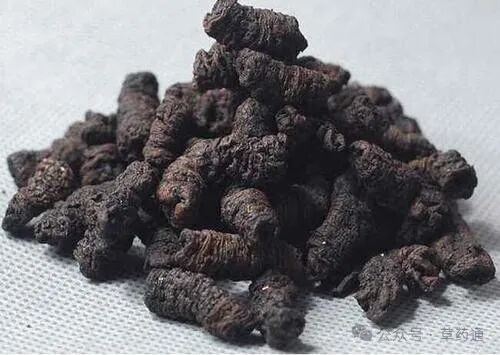 盐巴戟天的功效与作用及药用价值(盐杜仲的功效与作用