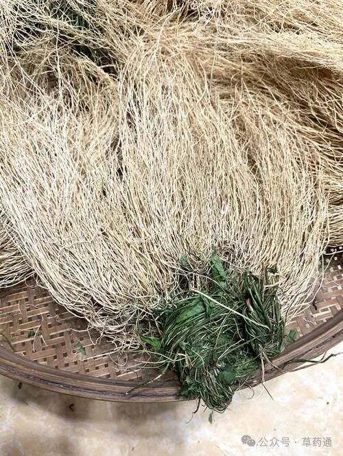 中药材龙须草的功效(中药材龙须草的功效与作用)(中药材龙骨风(中药材龙骨风长啥样子)