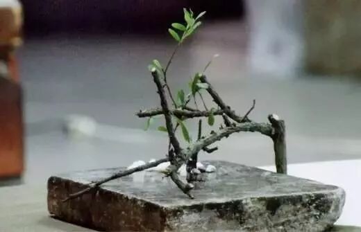 美学 | 枯枝，随便插插就这么美