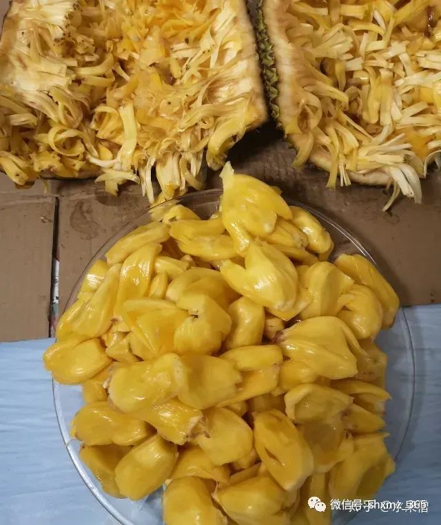 剥菠萝蜜保姆级教程，这样剥又快又好，菠萝蜜的正确切法吃法