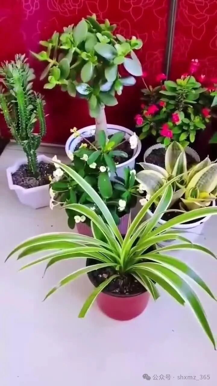 BE药片治什么作用养花小妙招：维生素B2药片养花用法介绍​_https://www.jmylbn.com_新闻资讯_第3张