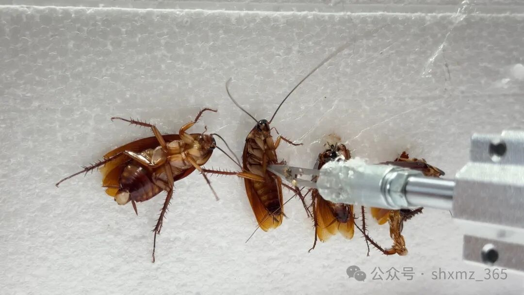 怎样灭除蟑螂