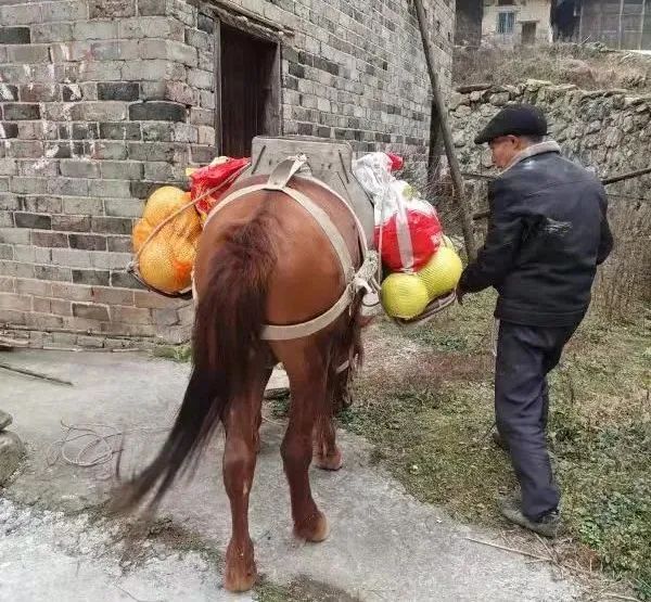 张人越山区特殊快递员用马驮生活物品给空巢老人送货上门