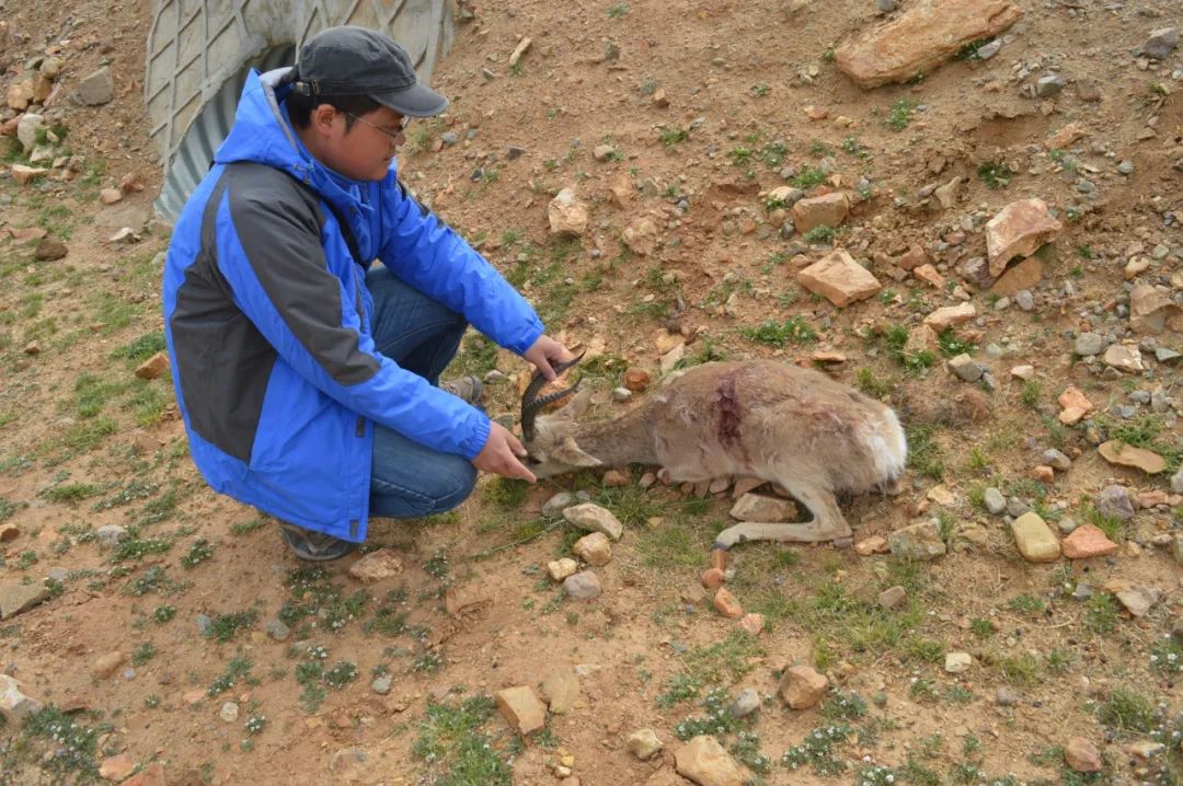 在中国,流浪猫每年捕杀百亿野生动物。-微信头条网 在中国,流浪猫每年捕杀百亿野生动物。