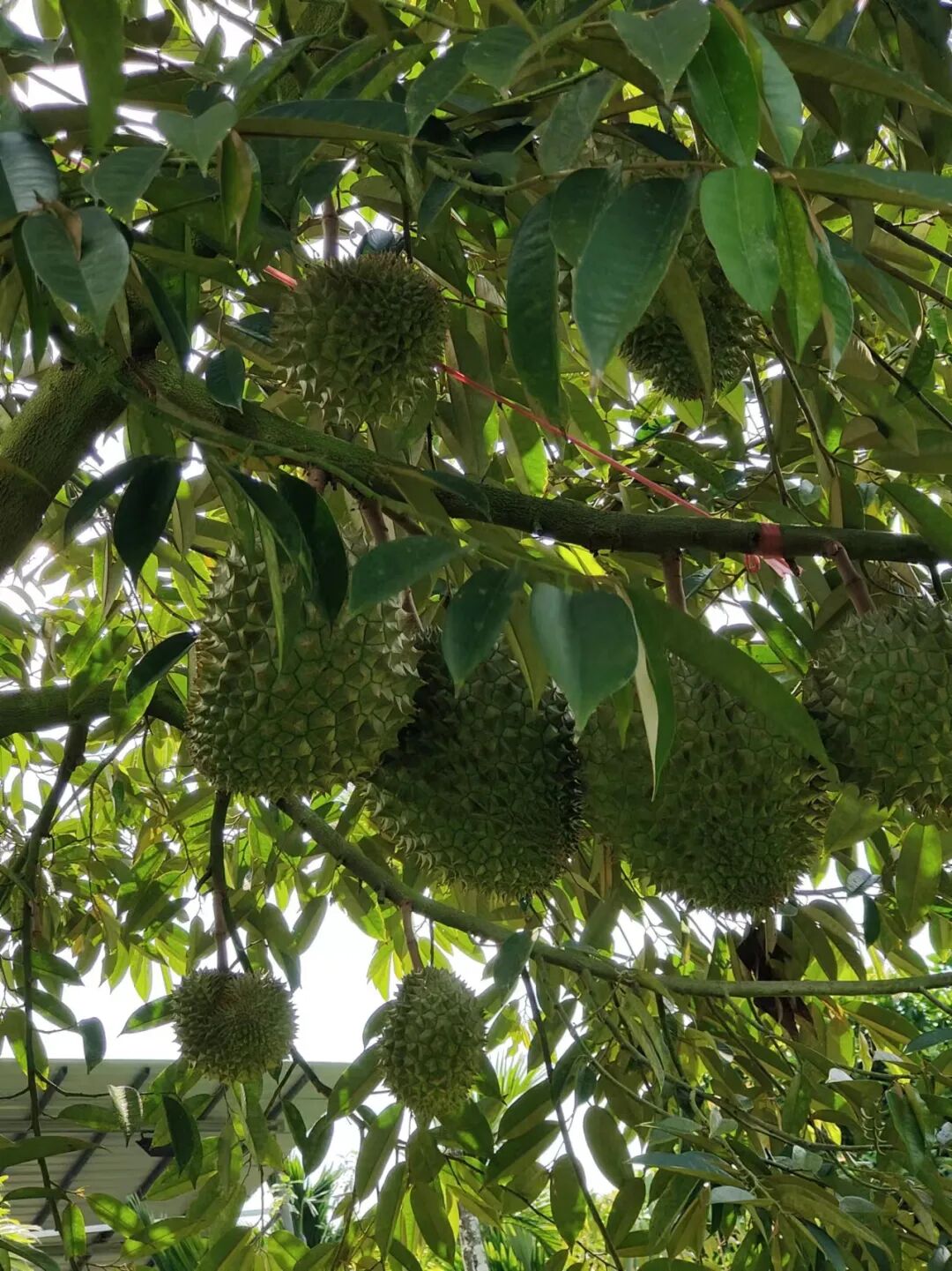 国产榴莲将于六七月上市，价格会更低吗？