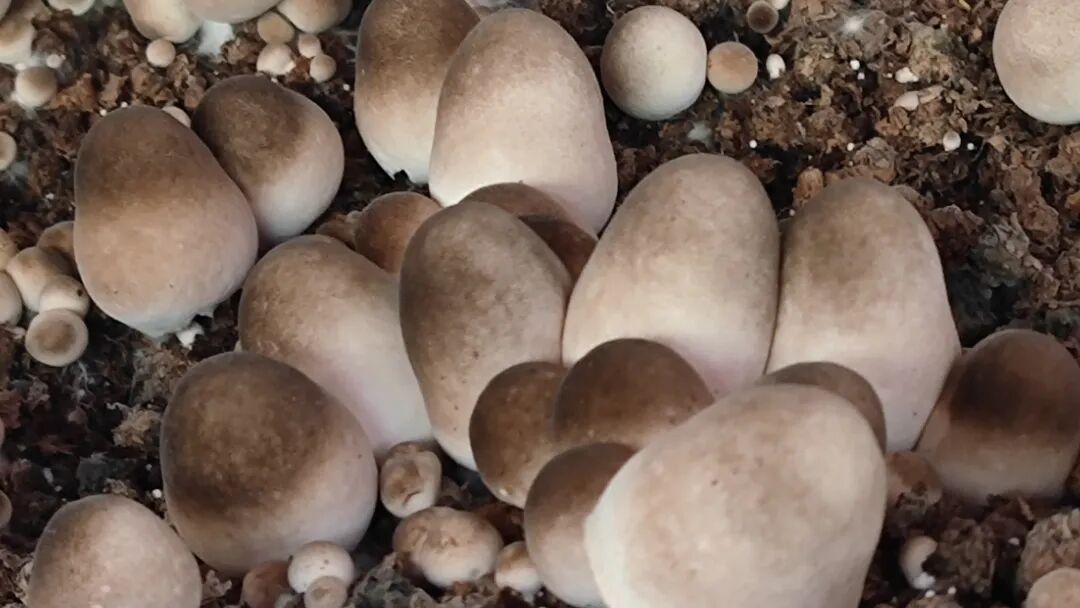 上思县草菇种植基地:牛屎坳山沟里的绿色宝藏