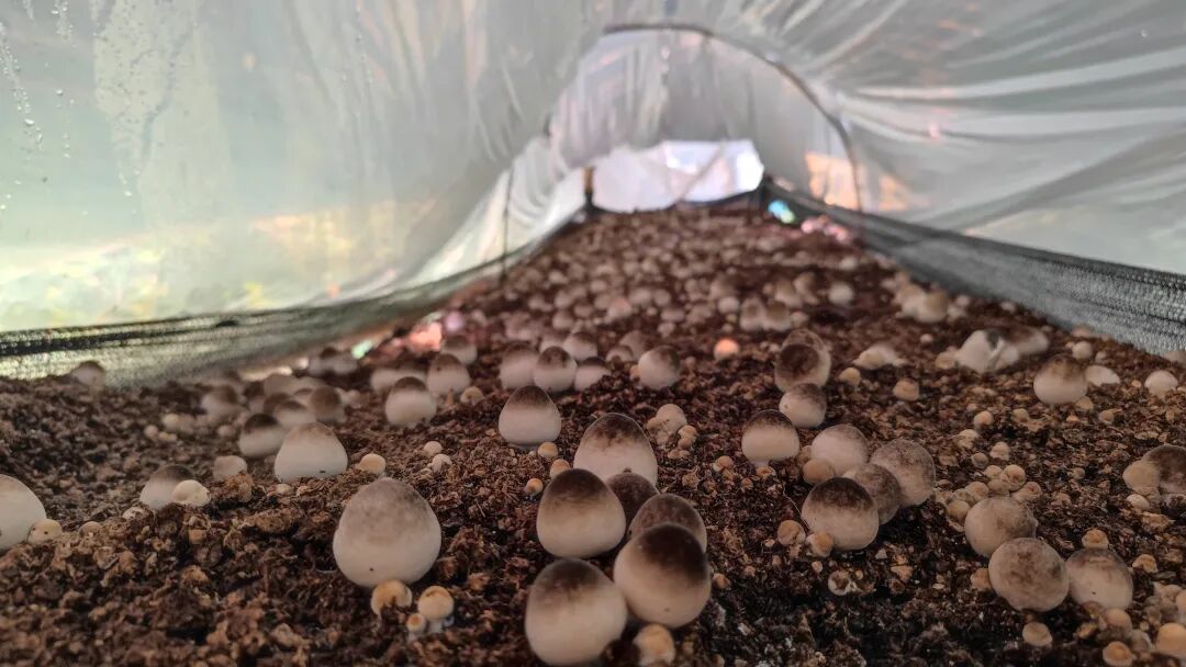 乡村振兴上思县草菇种植基地牛屎坳山沟里的绿色宝藏