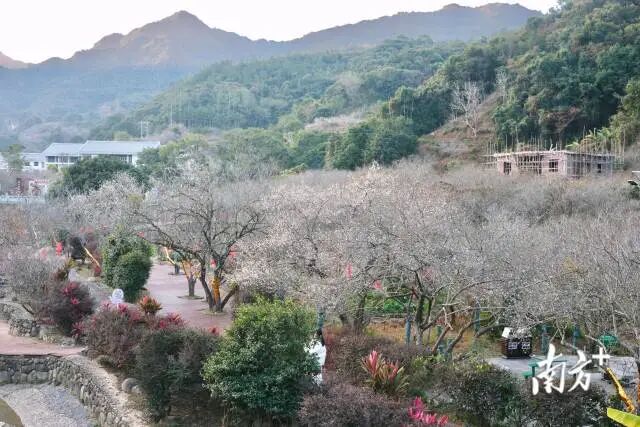 陆河螺洞世外梅园风景优美。