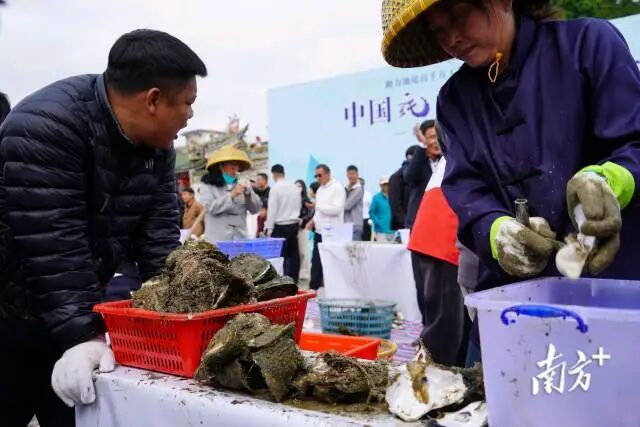 “中国蚝乡‘蚝’情万丈”蚝文化节开蚝比赛。