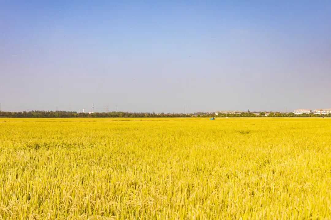 稻浪金黄好丰光柘林镇万亩粮田收割一片忙碌景象