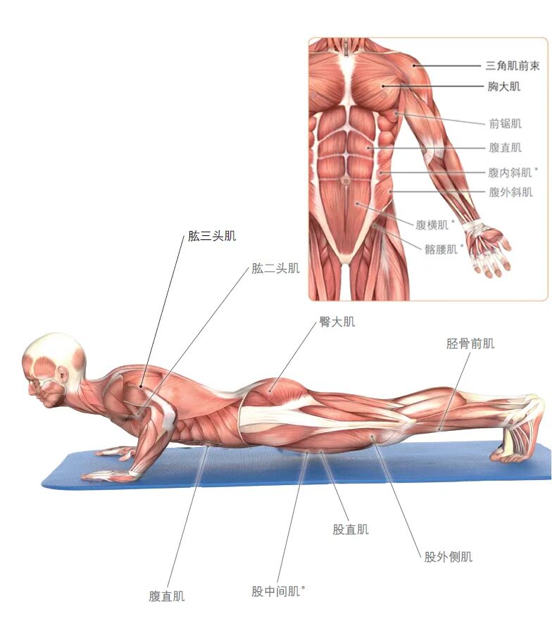 练器械怎么呼吸【文末福利】7个全身力量训练动作，足不出户也能练得全面！_https://www.jmylbn.com_新闻资讯_第10张