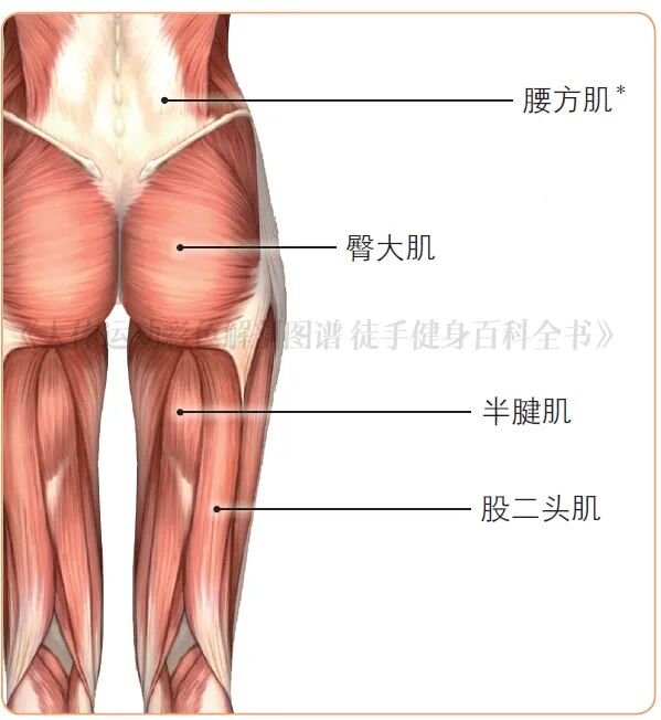 练器械怎么呼吸【文末福利】7个全身力量训练动作，足不出户也能练得全面！_https://www.jmylbn.com_新闻资讯_第19张