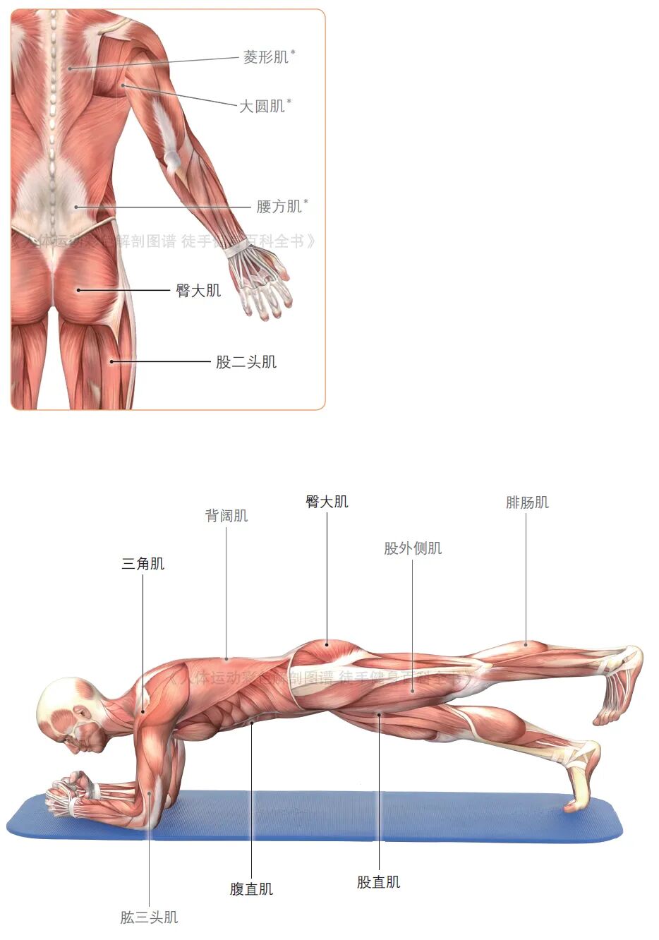 练器械怎么呼吸【文末福利】7个全身力量训练动作，足不出户也能练得全面！_https://www.jmylbn.com_新闻资讯_第5张
