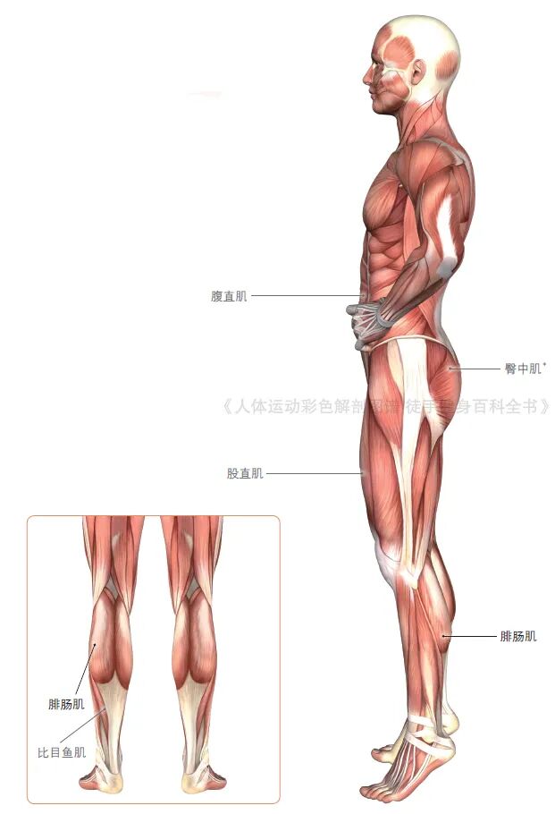 练器械怎么呼吸【文末福利】7个全身力量训练动作，足不出户也能练得全面！_https://www.jmylbn.com_新闻资讯_第21张