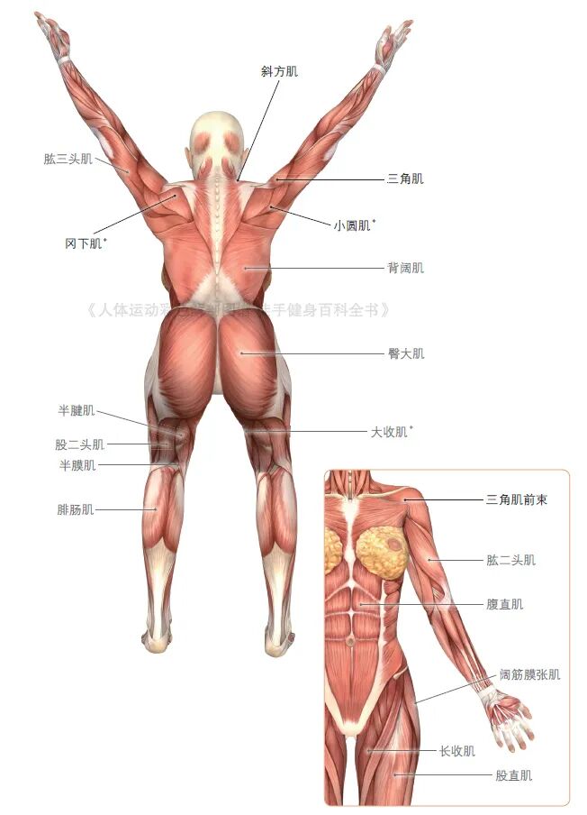 练器械怎么呼吸【文末福利】7个全身力量训练动作，足不出户也能练得全面！_https://www.jmylbn.com_新闻资讯_第13张