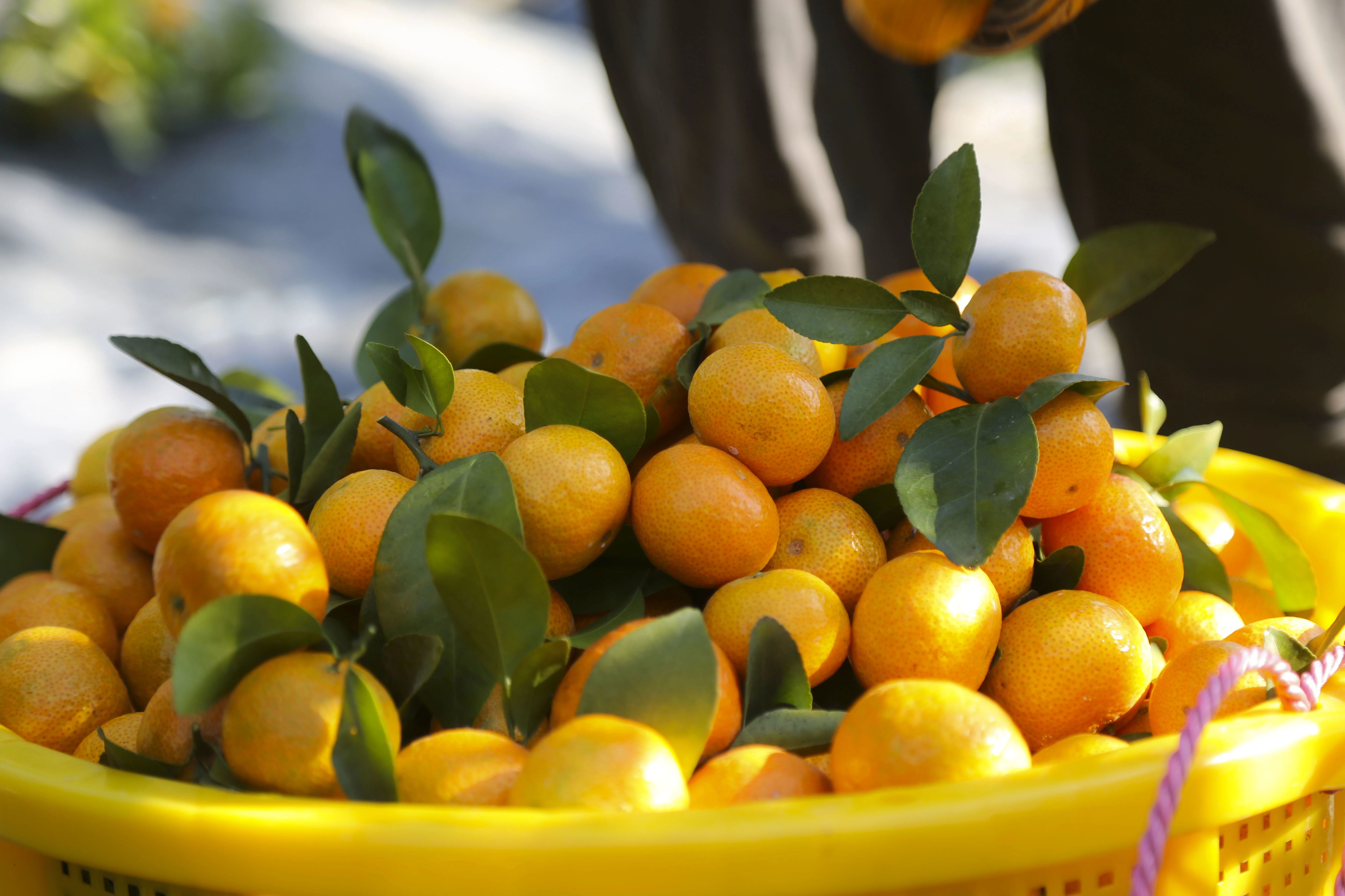 超正摘果线路带您品尝正宗四会沙糖桔!--肇房网