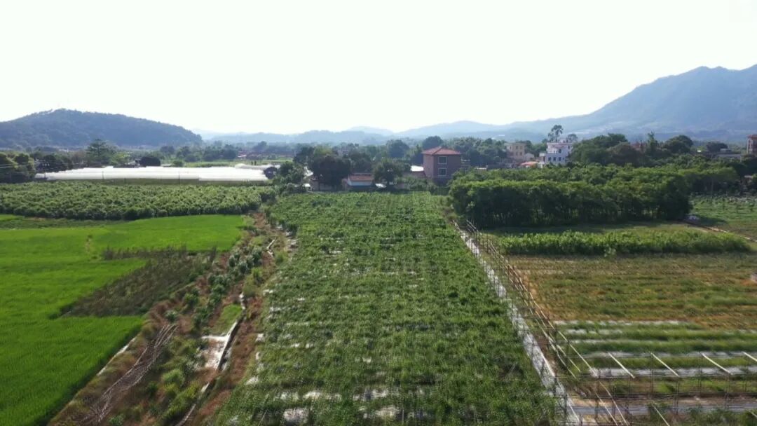 四会迳口镇:大力开展农业招商引资 赋能乡村振兴--肇房网