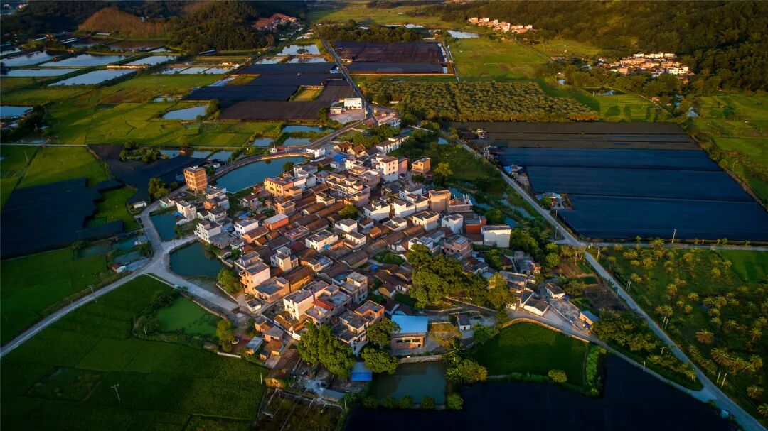 还被认定为"省级兰花专业镇",其中,四会市石狗镇是兰花种植与产业发展