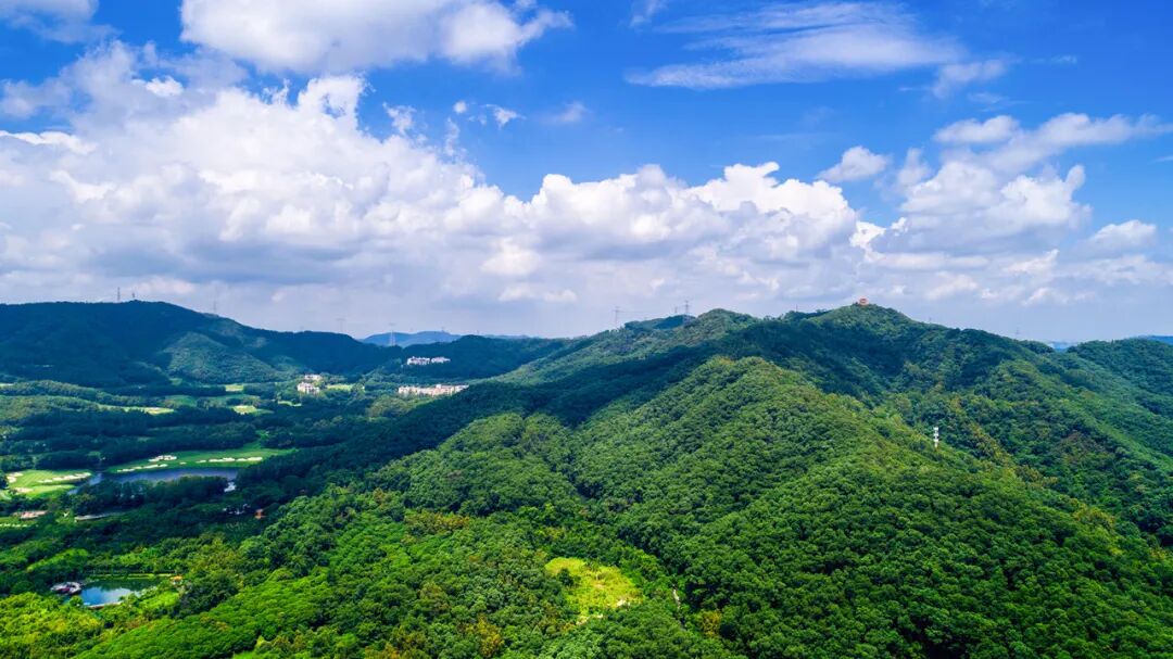 东莞市林业局打造高水平绿色生态屏障