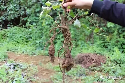 适合贵州山区种植的5种名贵中药材，知道其中一种你就发了！