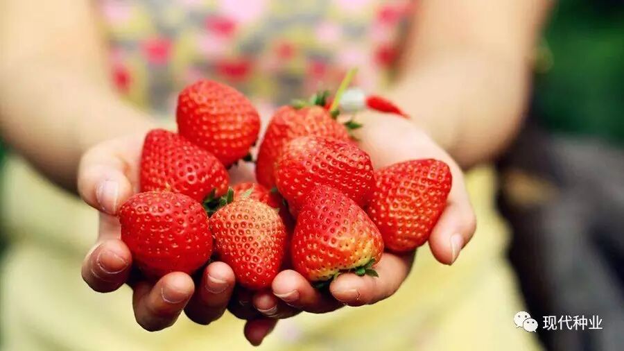 张仁忠:种植"大拿"的草莓"真经"
