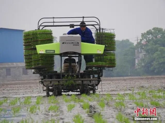 探訪湖南首個無人農場：農人一鍵拋秧 無人機精準施肥的圖2