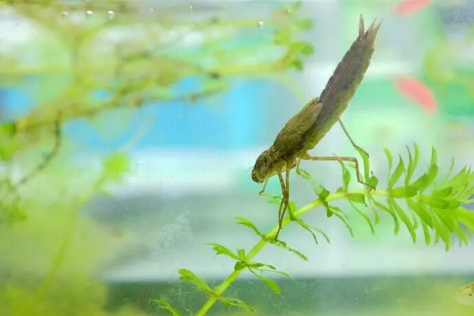 飛行界的王者：蜻蜓，科學(xué)家研究多年仍未完全搞清其奧秘的圖10
