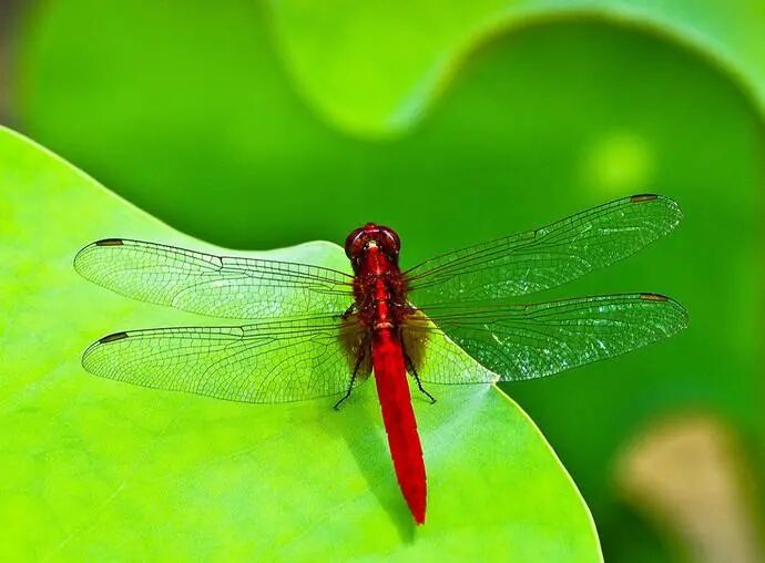 飛行界的王者：蜻蜓，科學(xué)家研究多年仍未完全搞清其奧秘的圖7