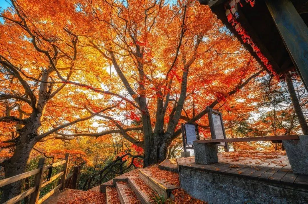 红叶的诗句秋意浓深秋红叶几经霜,满山红叶秋色好，十首有关红叶的诗词，美不胜收，真..