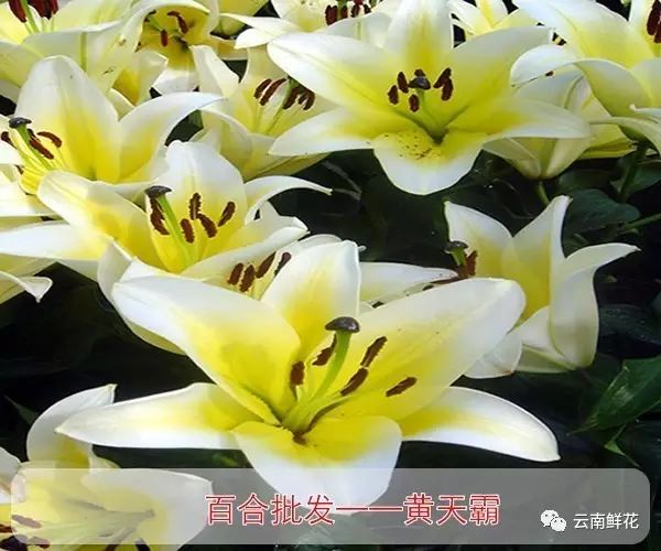 2017-05-20【鮮花批發】雲南昆明斗南花卉批發市場 今日鮮花批發價格