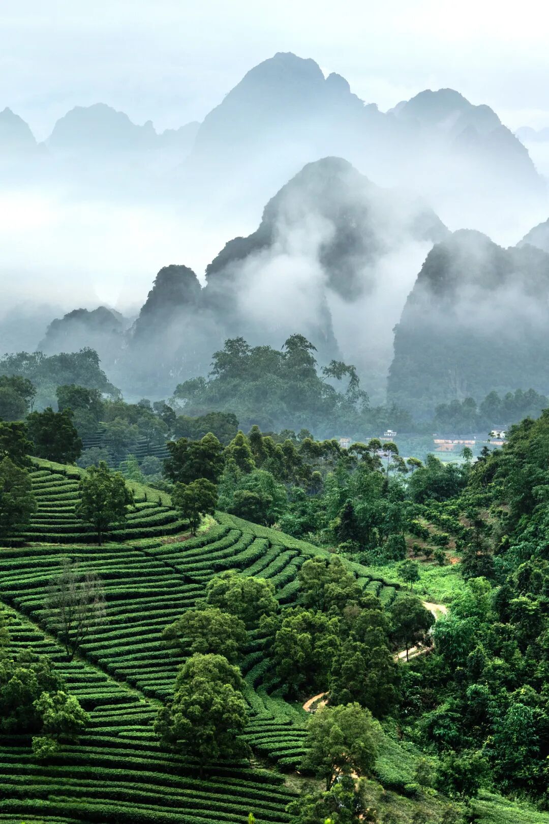 云南普洱居然属于华南茶区?