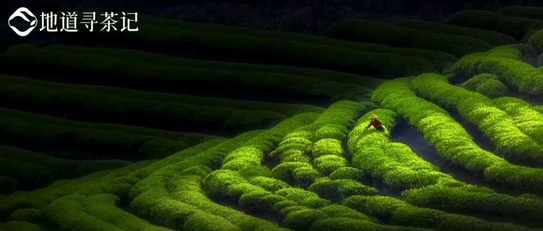 中国绿茶图鉴