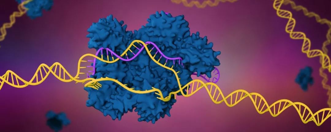美国联邦巡回上诉法院9月10日裁定:CRISPR基因编辑专利判归张锋团队
