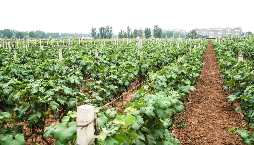 不忘初心！这些年轻人，造就了农业科技的“两弹一星”