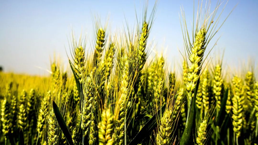 不忘初心！这些年轻人，造就了农业科技的“两弹一星”