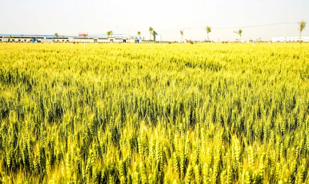 不忘初心！这些年轻人，造就了农业科技的“两弹一星”