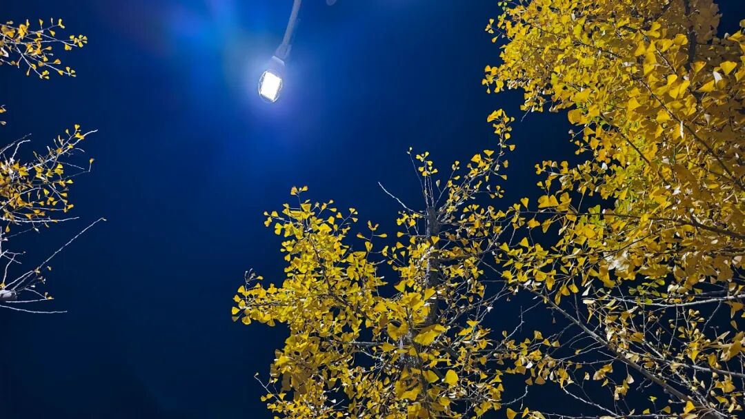 12.李绍龙 夜灯染金叶 工业园区大道.jpg