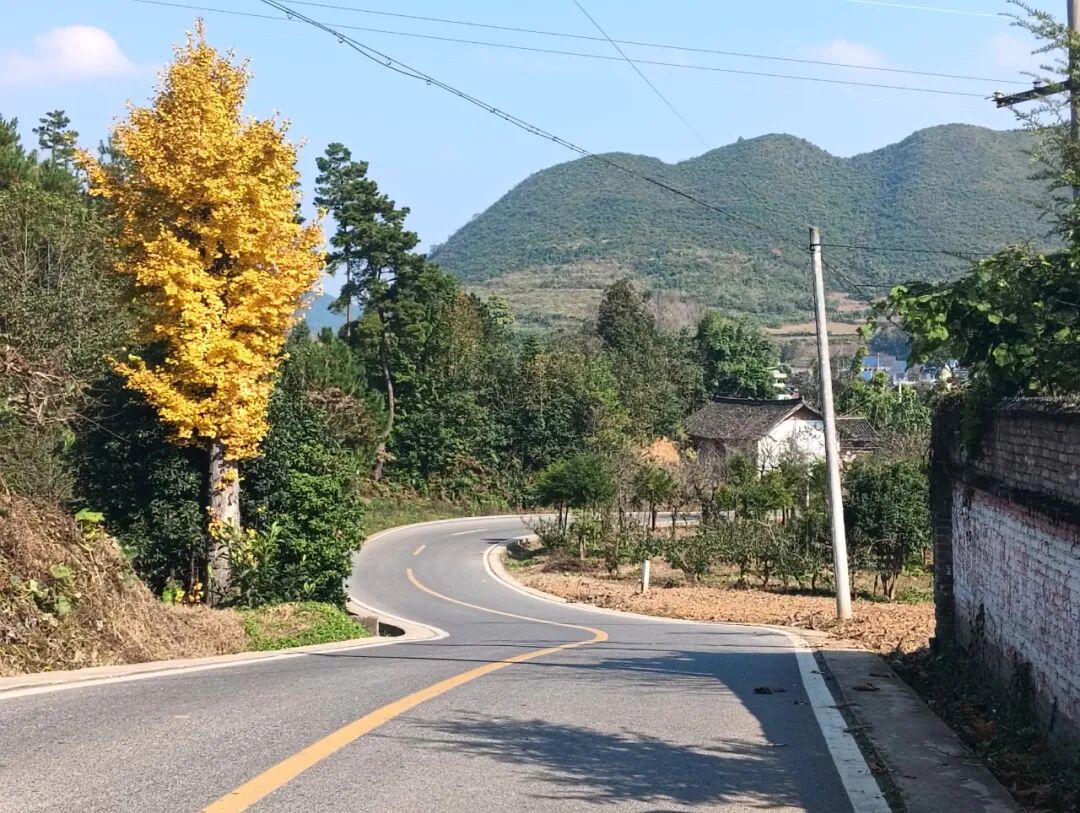 9.毛国盛 金黄银杏与远山村 中坪镇水耳村黄二塘.jpg