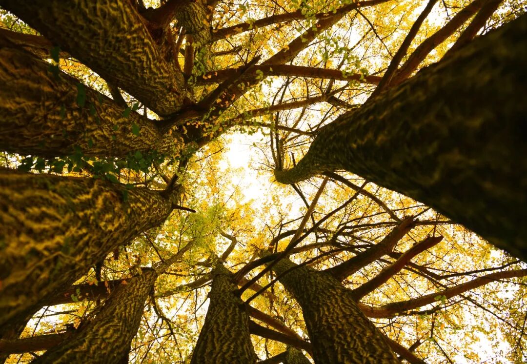 2.卢军 建中镇太文村师招组.jpg