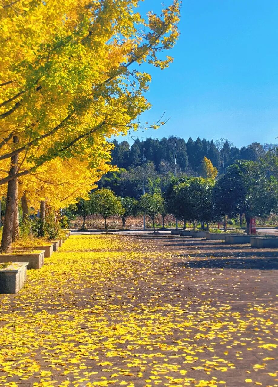 10.江璐  时光的金箔 珠藏镇人民政府广场.jpg