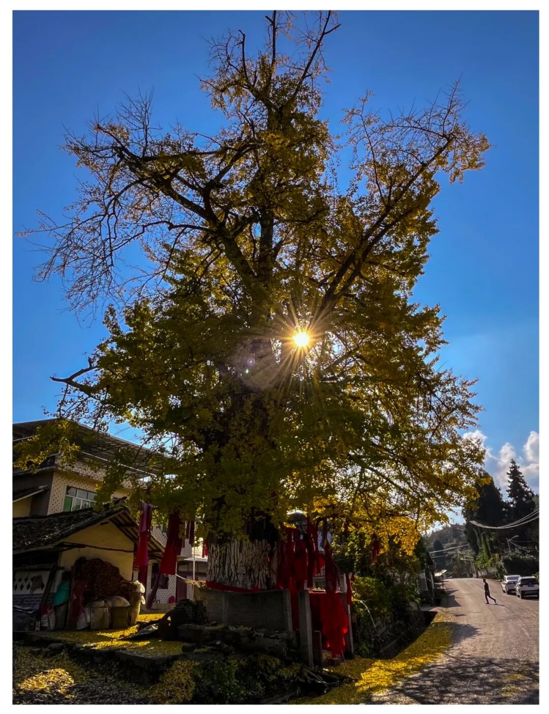 3.成荣发 那乡古杏  猴场镇那乡.jpg