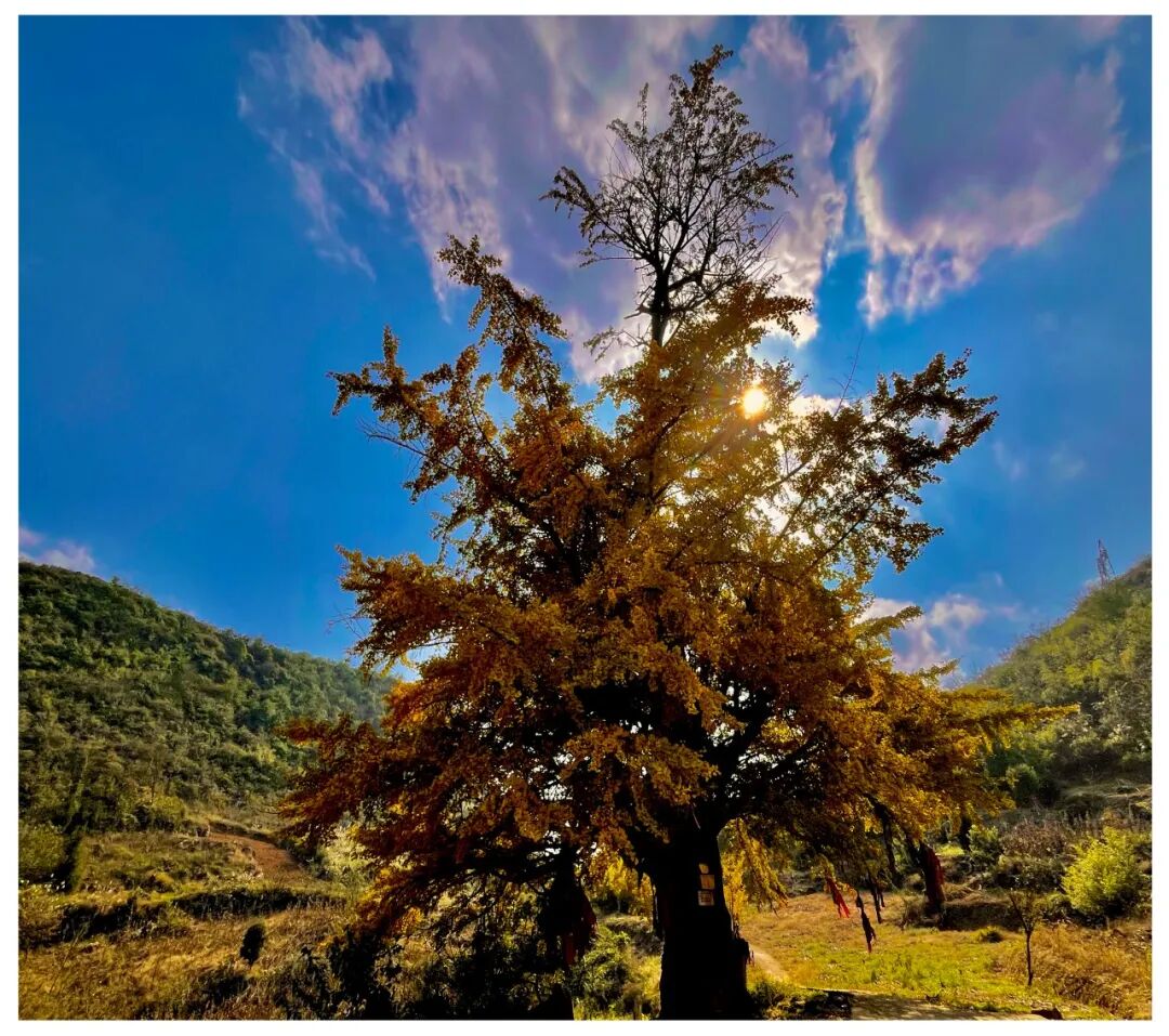 6.刘维琼 仙桥迎杏  雍阳街道望洞仙桥山.jpg